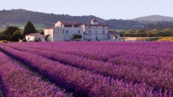Lavender fields in France